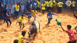 Jallikattu a traditional sport from southern India, Where contestants attempt to tame a bull