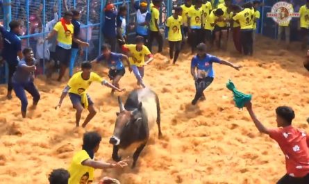Jallikattu a traditional sport from southern India, Where contestants attempt to tame a bull
