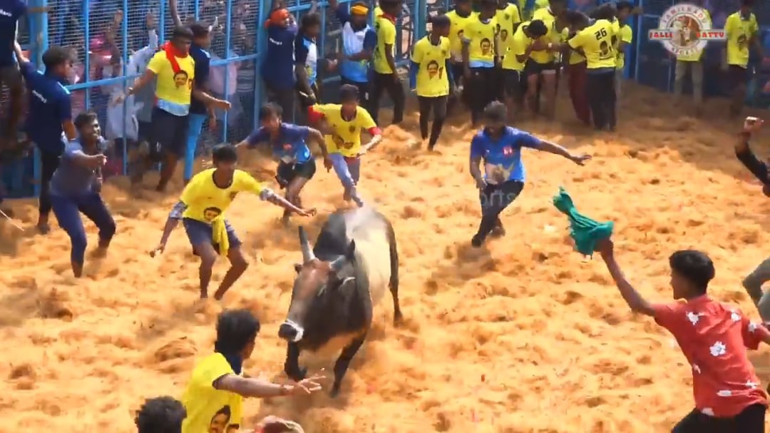 Jallikattu a traditional sport from southern India, Where contestants attempt to tame a bull