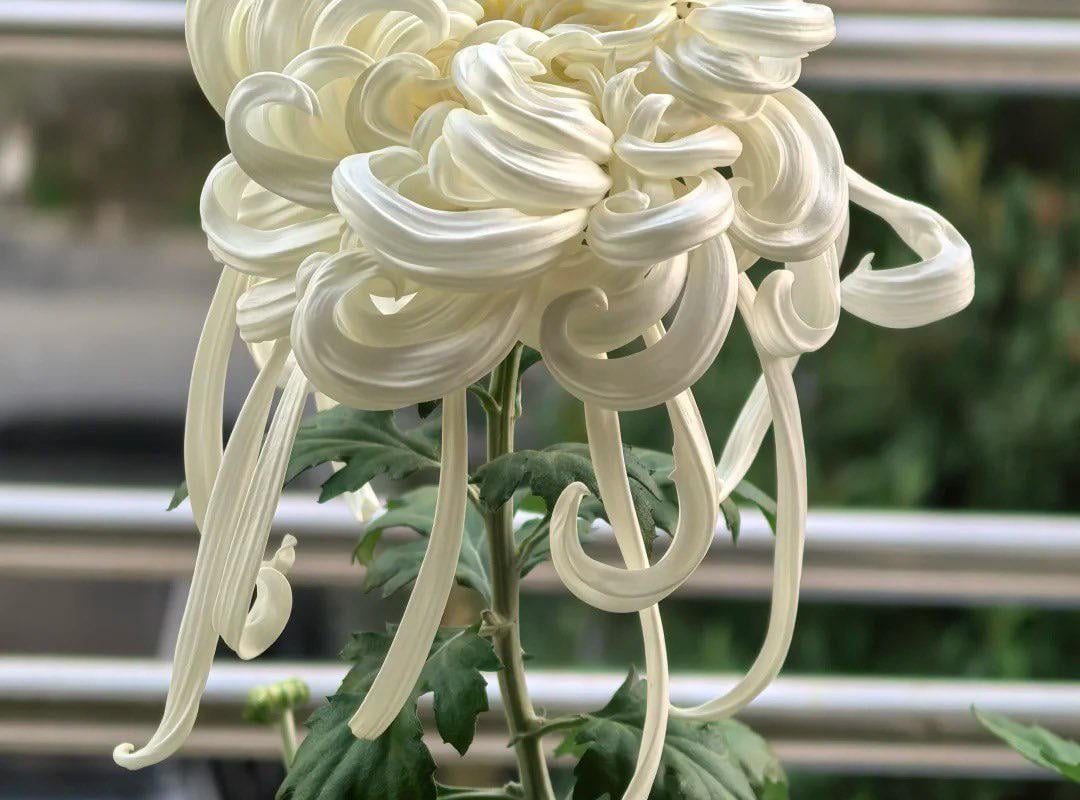 Just learned about the Chrysanthemum variety that looks like whipped cream