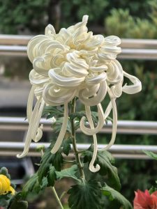 Just learned about the Chrysanthemum variety that looks like whipped cream