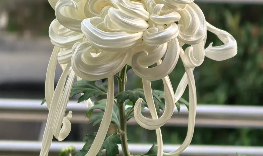 Just learned about the Chrysanthemum variety that looks like whipped cream