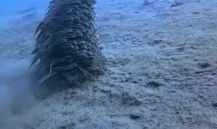 Juvenile striped eel catfish group gliding across the ocean floor to eat