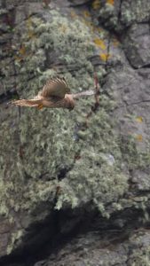 Kestrel hovers motionless in the air while scanning for prey. Also called "kiting," this maneuver is performed by soaring into a headwind, and using small adjustments of the wings and tail to remain stationary.