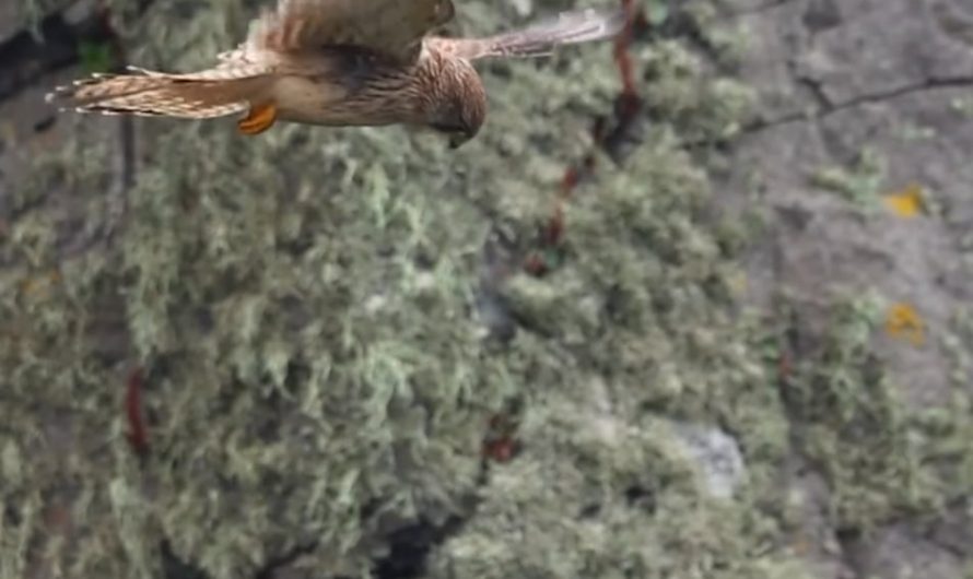 Kestrel hovers motionless in the air while scanning for prey. Also called “kiting,” this maneuver is performed by soaring into a headwind, and using small adjustments of the wings and tail to remain stationary.