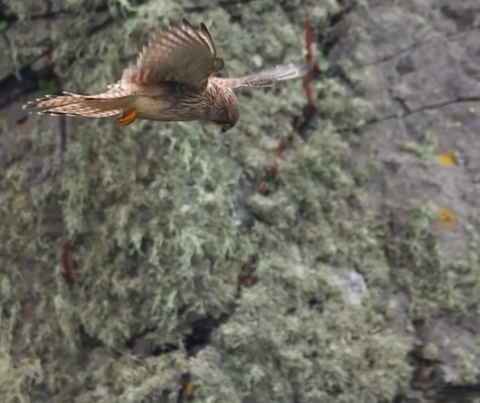 Kestrel hovers motionless in the air while scanning for prey. Also called "kiting," this maneuver is performed by soaring into a headwind, and using small adjustments of the wings and tail to remain stationary.