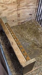 Kid goats being fed bottled milk