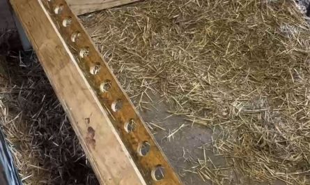 Kid goats being fed bottled milk