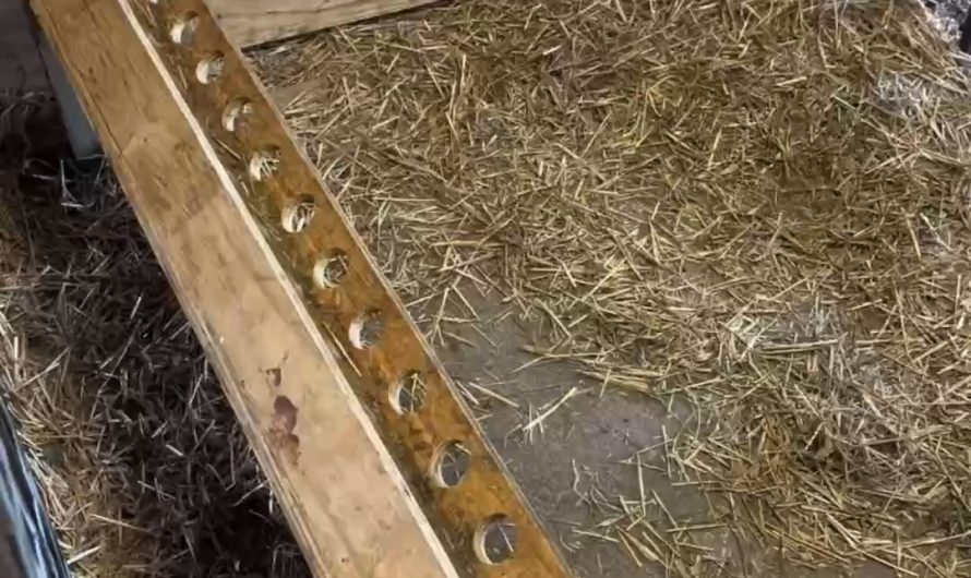 Kid goats being fed bottled milk