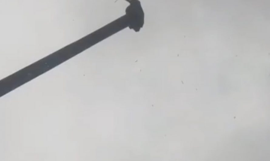 Kingfisher hunting a fish, underwater view