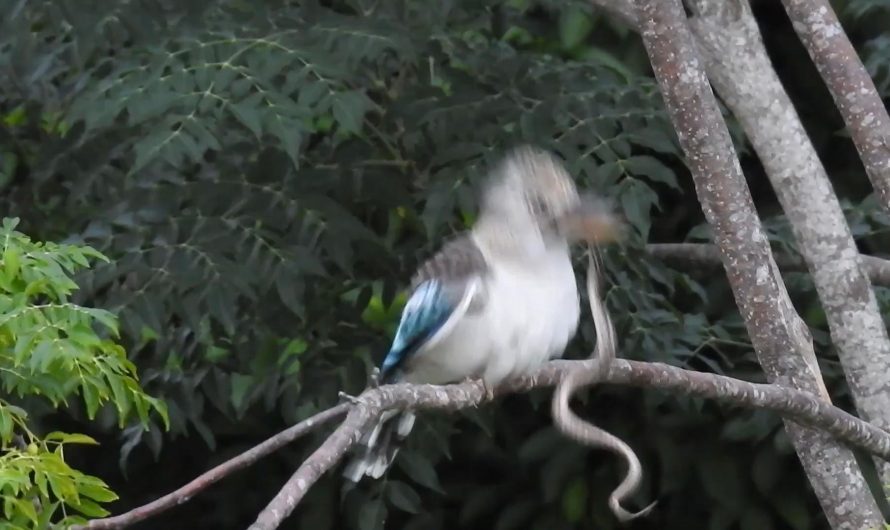 Kookaburra Bird Eats Python Snake