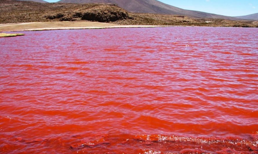 Laguna Roja (Red Lagoon) from Chile