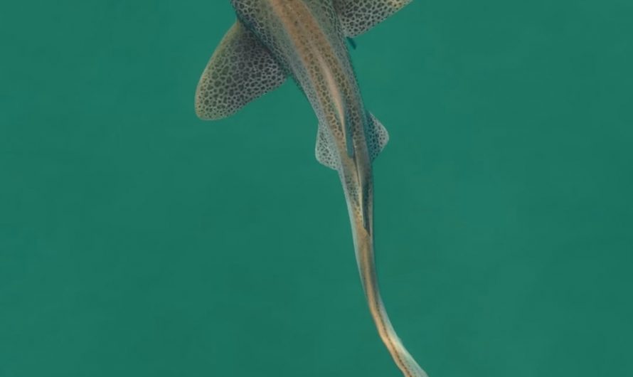 Leopard Shark cruising in crystal clear water