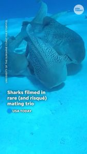 Leopard Sharks mating “Threesome”