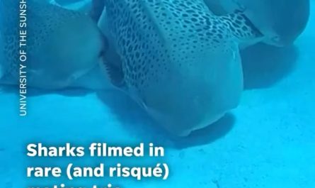 Leopard Sharks mating “Threesome”