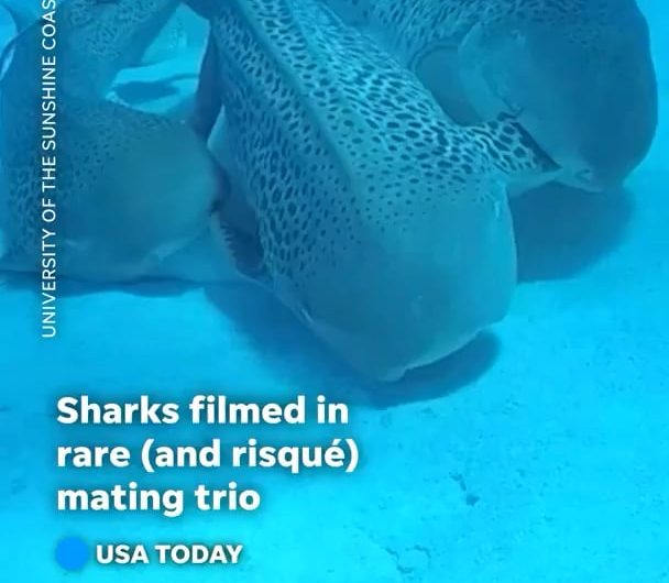 Leopard Sharks mating “Threesome”