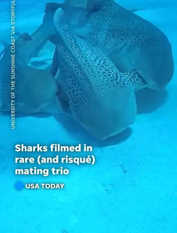 Leopard Sharks mating “Threesome”