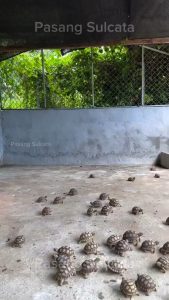 Lunchtime for turtles