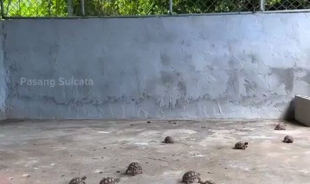 Lunchtime for turtles