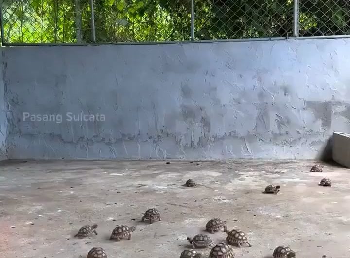 Lunchtime for turtles