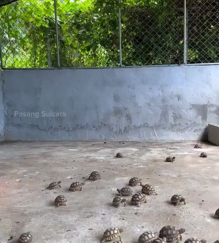 Lunchtime for turtles