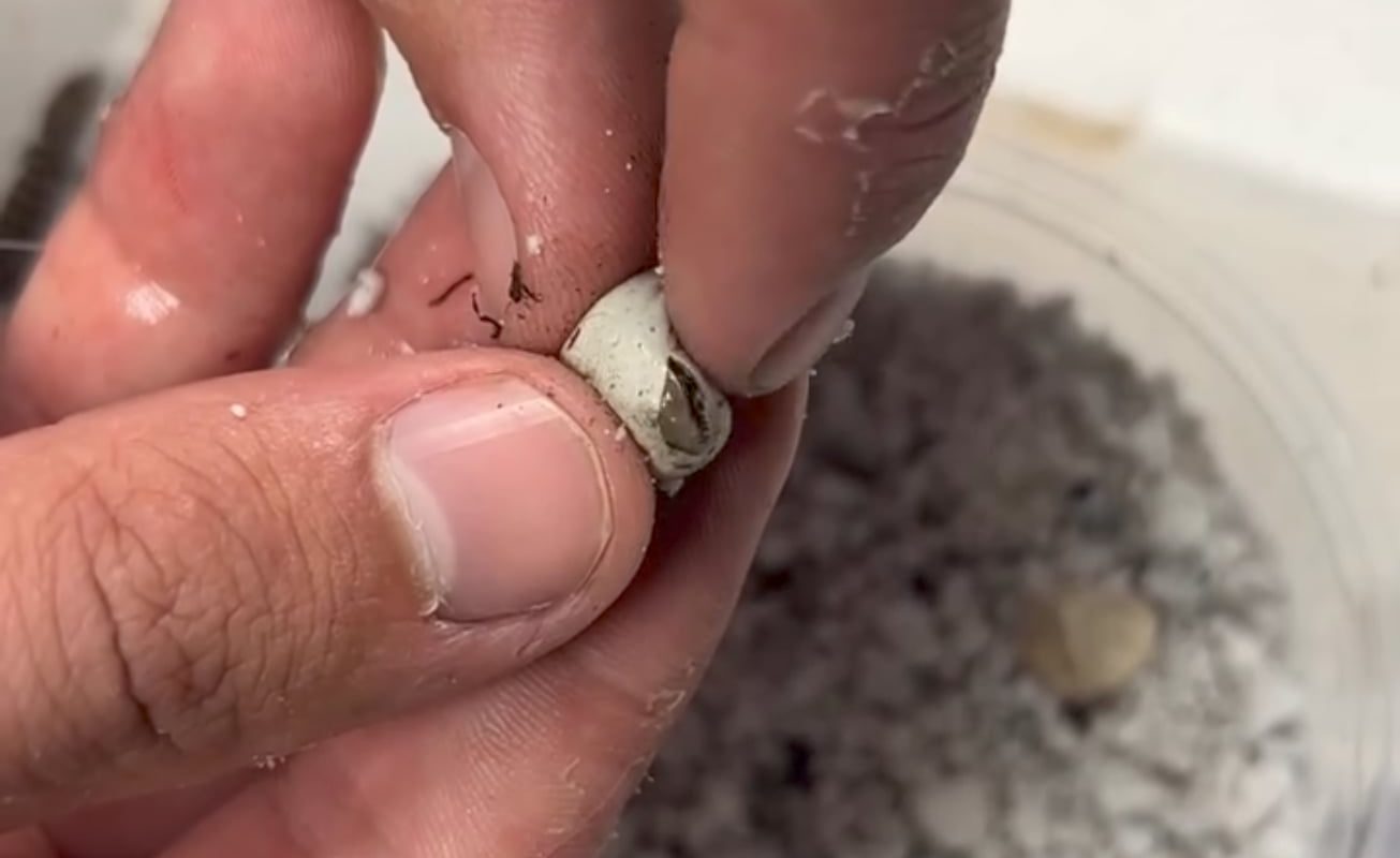 Madrean alligator lizards (Elgaria kingii), rubbing the eggs is a captive breeding technique for hatching