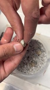 Madrean alligator lizards (Elgaria kingii), rubbing the eggs is a captive breeding technique for hatching