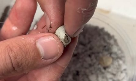 Madrean alligator lizards (Elgaria kingii), rubbing the eggs is a captive breeding technique for hatching