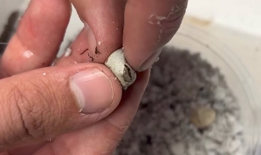 Madrean alligator lizards (Elgaria kingii), rubbing the eggs is a captive breeding technique for hatching