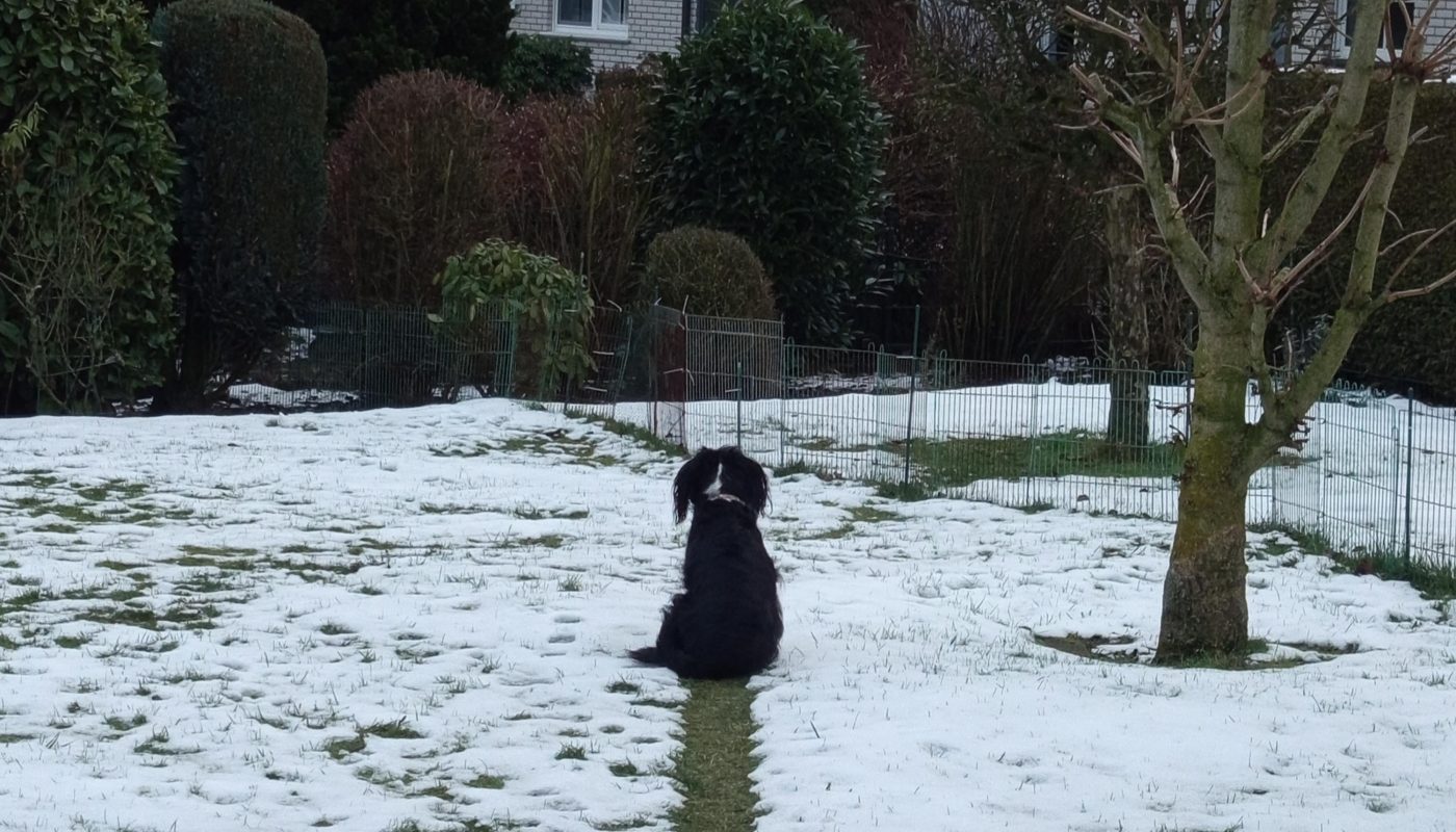 My doggo's chosen path