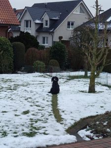 My doggo's chosen path