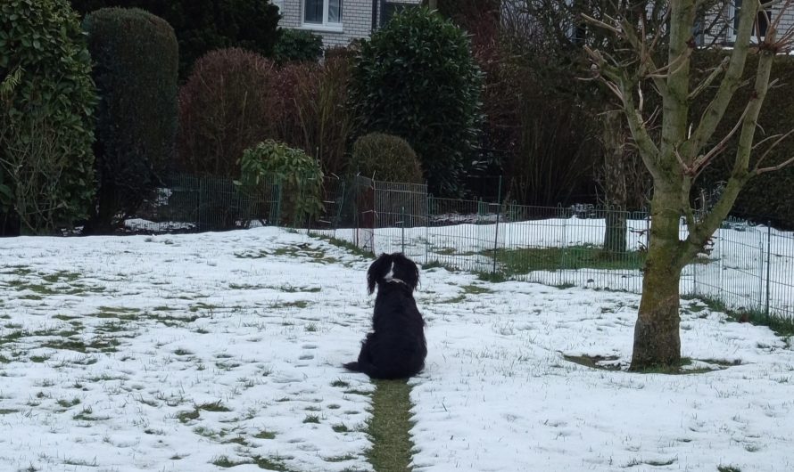 My doggo’s chosen path