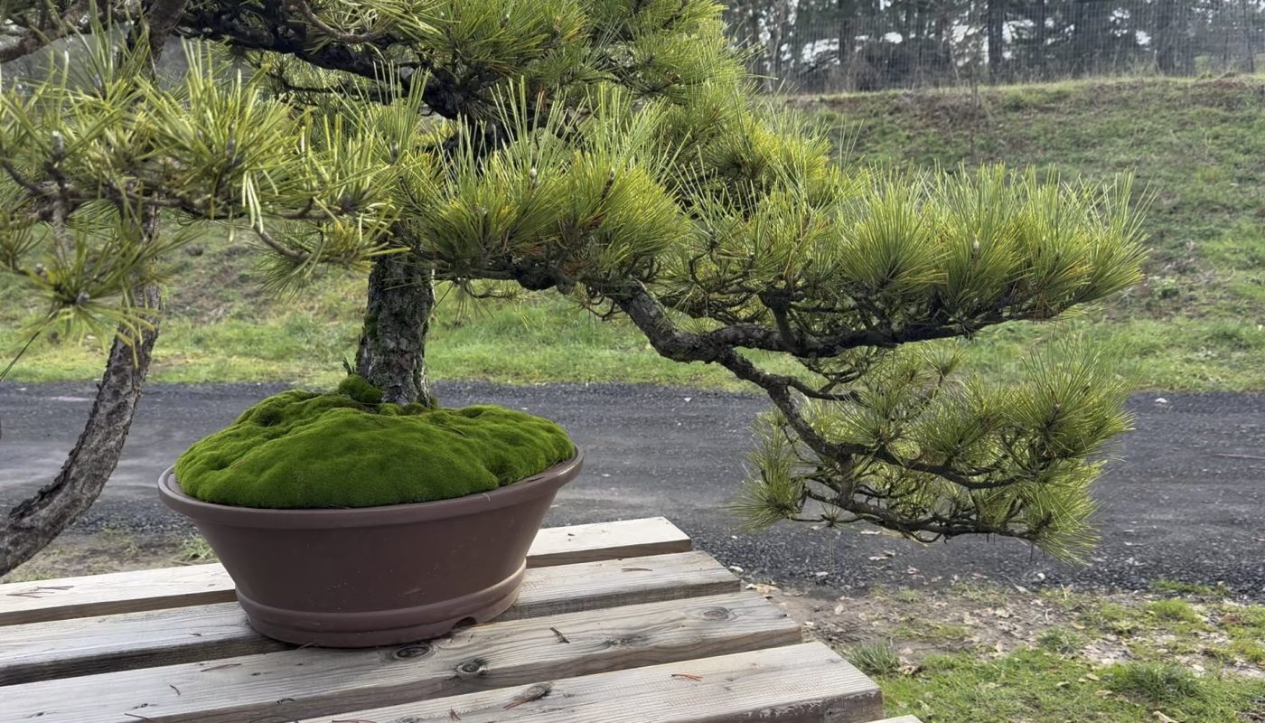 [OC] The texture of the moss on this bonsai