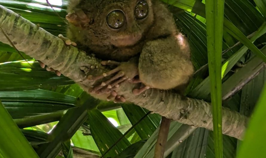 (OC)Tarsiers rarely survive in captivity because extreme stress causes them to stop eating and harm themselves, so protecting their wild habitat is essential.