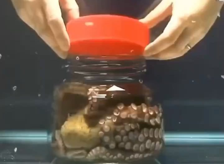 Octopus unscrewing the lid of a vase from the inside