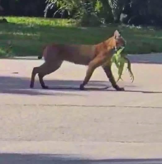 Only In Florida: Bobcat with large iguana in its mouth