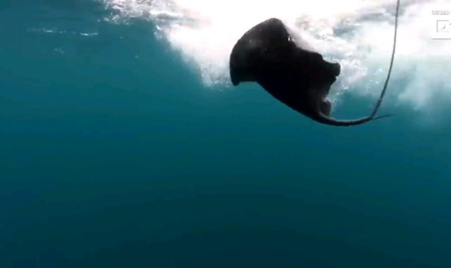Orcas have the tendency to use it tails to attack smaller creatures, this one is a sting-ray