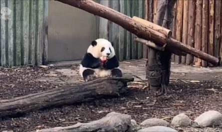 Panda HeHua is a Panda with shorter legs and arms than other pandas and was often a target for bigger pandas that stole her food. She is now fed seperately and given special spaces for her