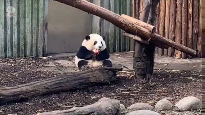 Panda HeHua is a Panda with shorter legs and arms than other pandas and was often a target for bigger pandas that stole her food. She is now fed seperately and given special spaces for her
