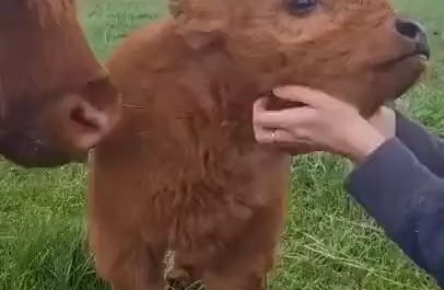 Petting a hairy Highland Calf at the Right Spot