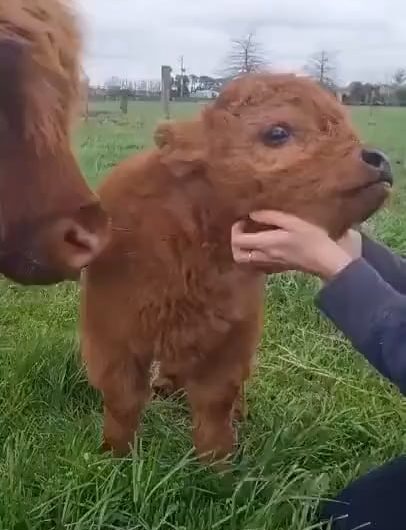 Petting a hairy Highland Calf at the Right Spot