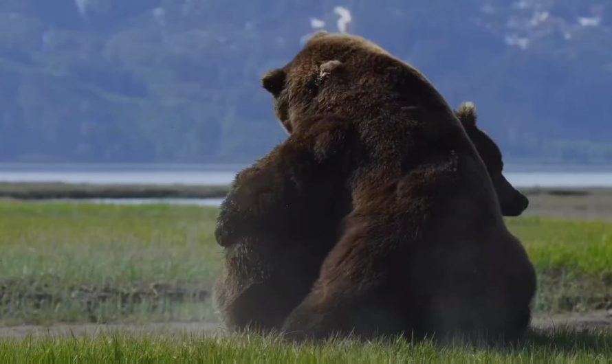 Photographer captures fierce battle between two huge bears