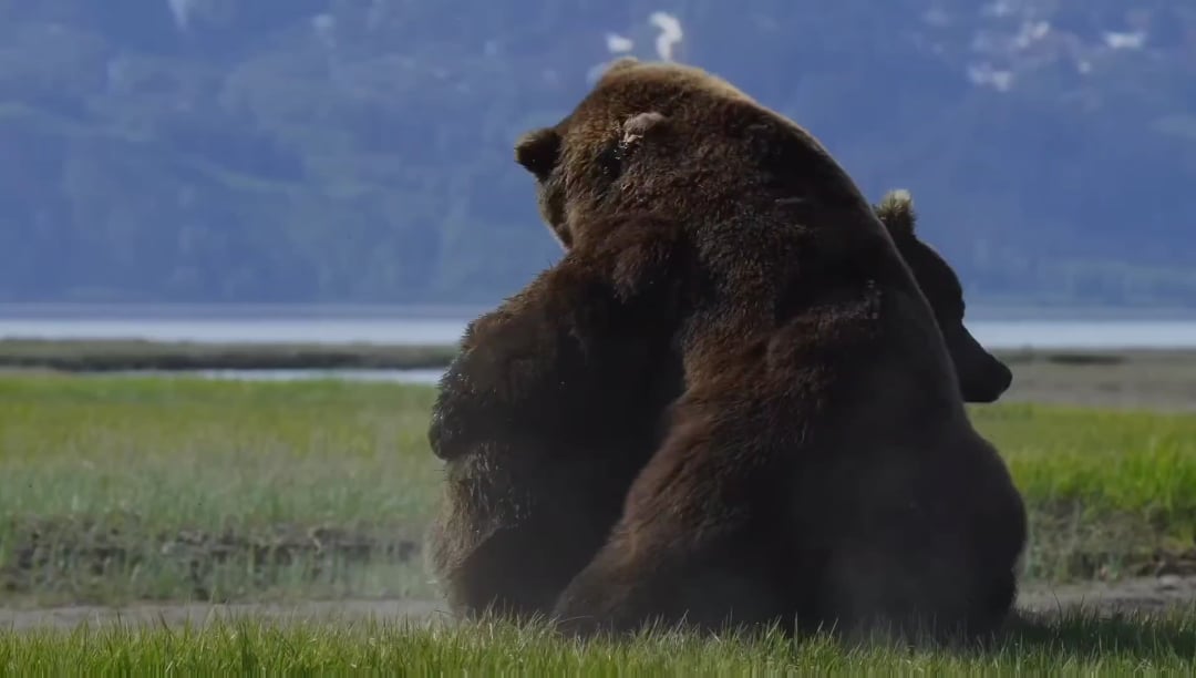 Photographer captures fierce battle between two huge bears