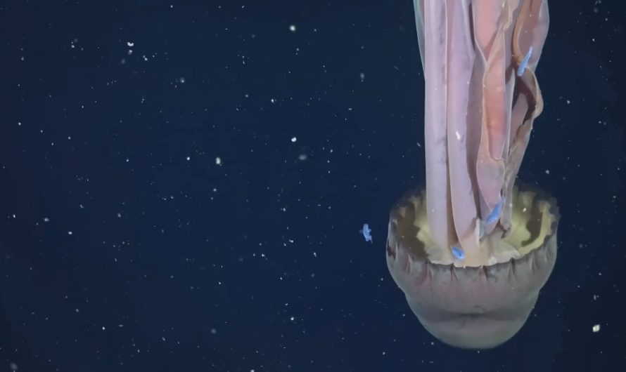 Rare ‘Bus-Sized’ Jellyfish Filmed Floating Deep Below the Ocean Off Argentina