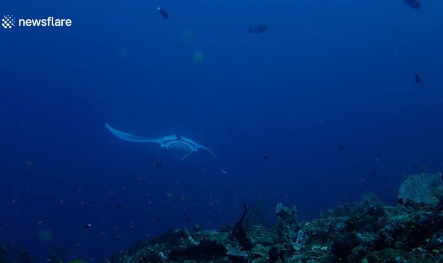 Rare white manta ray (not albino), sighted in Indonesia in 2019