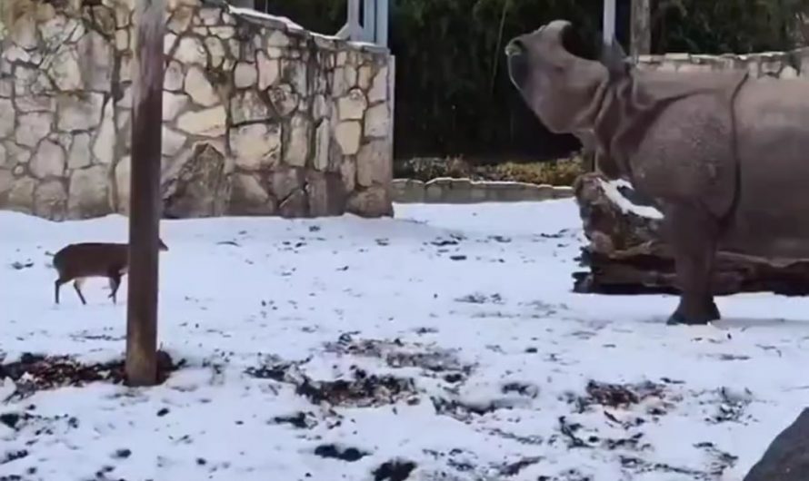 Rhinoceros playing with lost Muntjaca!