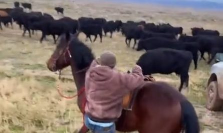 Rider Perfectly Calming Down Horse