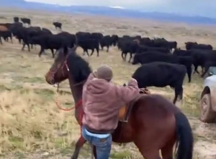 Rider Perfectly Calming Down Horse
