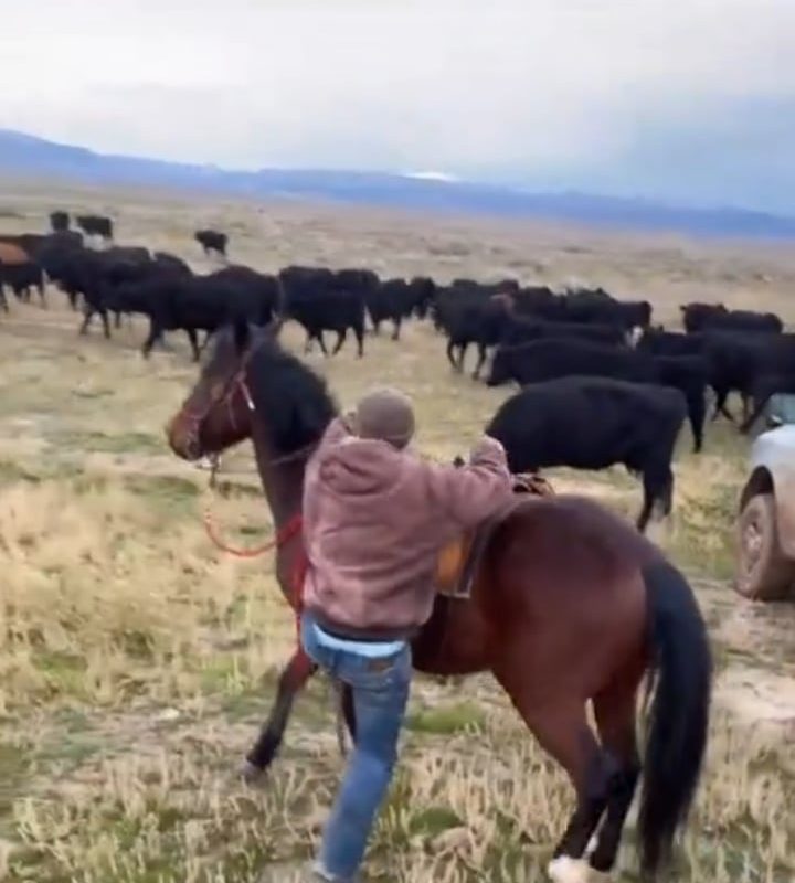Rider Perfectly Calming Down Horse