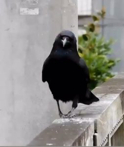 Sassy crow perfects her walk for the runway